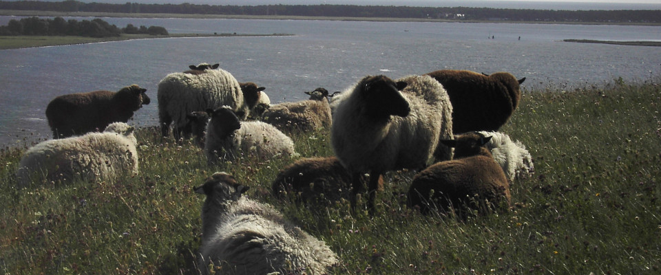 rauhwollige pommersche Landschafe auf Rügen rauhwollige pommersche Landschafe auf Rügen
